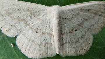 Scopula sp. moth on a Leaf 😍