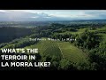 What are the main characteristics of Barolo wines from La Morra? We asked Nicola @ Trediberri