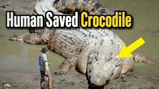 Man Saved Crocodile's Life ❤️