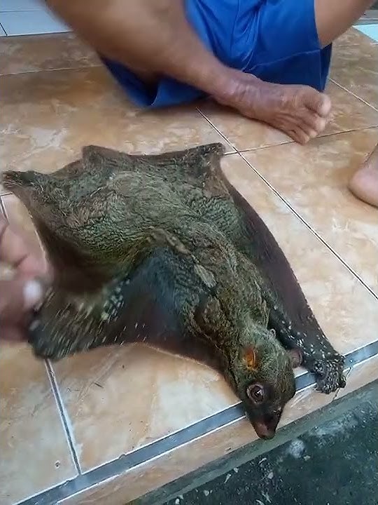 Walang kopo
