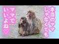 【尊い】あったかい愛情に包まれる夕方のパンチくん。市川市動植物園 「パンチくん」Punch the monkey