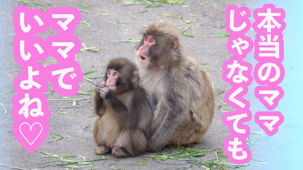 Precious] Punch the monkey wrapped in warm affection in the