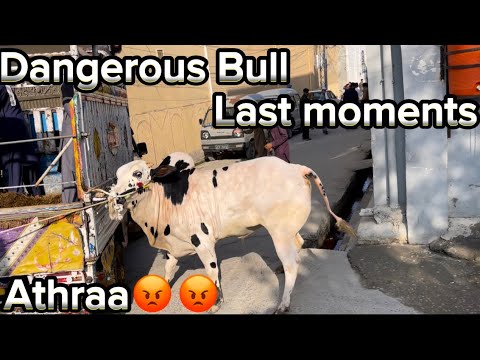 Angry Bull 2023 Last moments Part1||Fatehjangi Bulls ||Dangerous Bull ||Qurbani Bulls