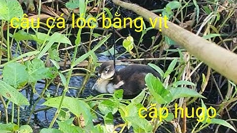Câu cá lóc bằng vịt gặp ổ khói đèn đen cặp cá lóc hugo Phương fishing , hunting trap # tập 22