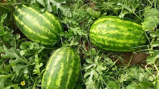 اسهل طريقة لزراعة البطيخ في المنزل | زراعة البطيخ من حبة بطيخ في الاصبص | grow watermelon at home