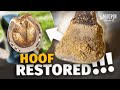 Satisfying Full Hoof Restoration | 4K ASMR