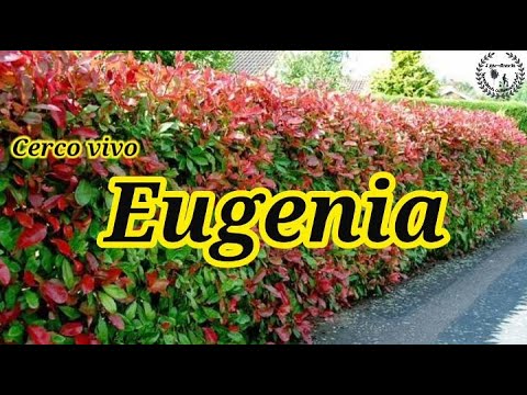 Video: Mantenimiento de setos de Eugenia: cuándo podar los setos de Eugenia