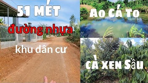 ( ĐÃ BÁN )  mảnh vườn cà phê xen sầu riêng. ôm mặt đường nhựa khu dân cư giá rẻ cho mọi gia đình