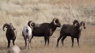 Bighorn Sheep Rut 1