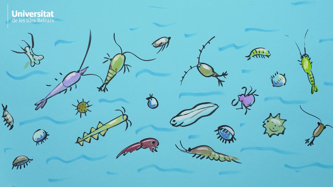 From bacteria to tuna: how invisible microbes make marine life possible
