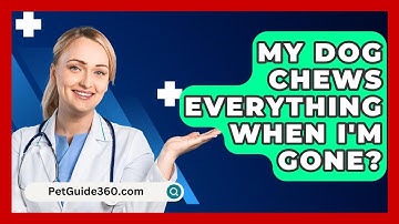 My Dog Chews Everything When I