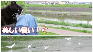 【ワレニャン】鷺の群れの舞に猫と癒される河原 My cat and I are healed by the dance of a flock of herons on the riverbank.