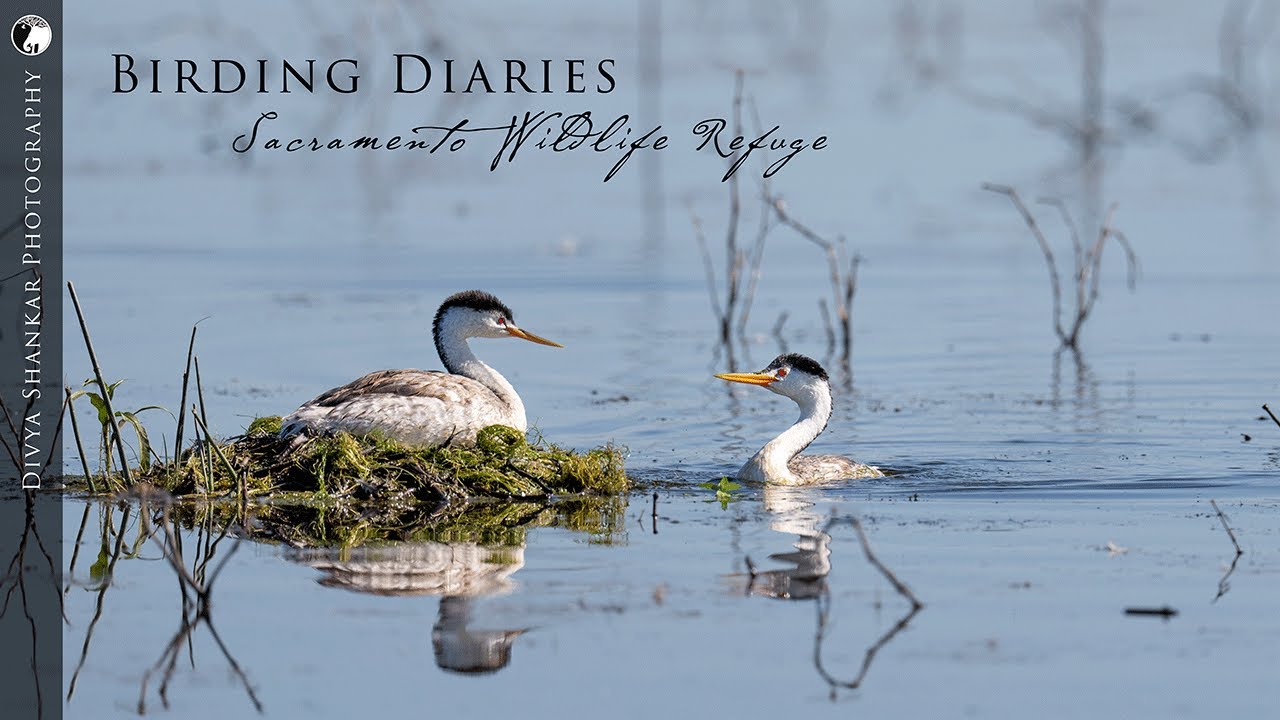 Birding Diaries (4K) - Sacramento National Wildlife Refuge