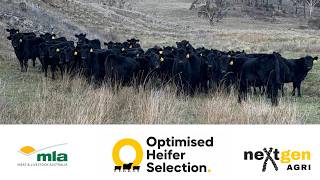 Optimised Heifer Selection MLA PDS Webinar: Integrating Genomics and Phenotypic Data