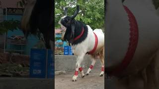 Qurbani Ka Bakra - Our Favourite Mirza ✨❤ - #bakra #biggoats #viral #share #farm #farming #kota screenshot 1