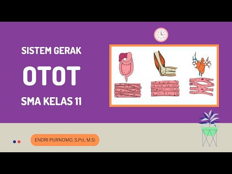 SISTEM GERAK OTOT / MATERI BIOLOGI SMA KELAS XI / MUSCLE / MUSCLE SYSTEM / STRUKTUR TUBUH MANUSIA