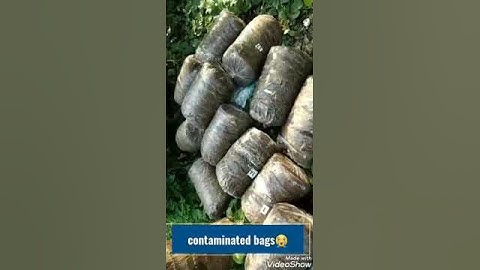 contaminated Bags to successful cultivation