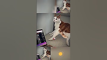 cat dances enjoying music😍 #bombastic #shorts