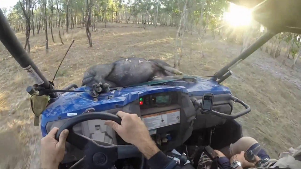Pig hunting Cape York Aug 2017 
