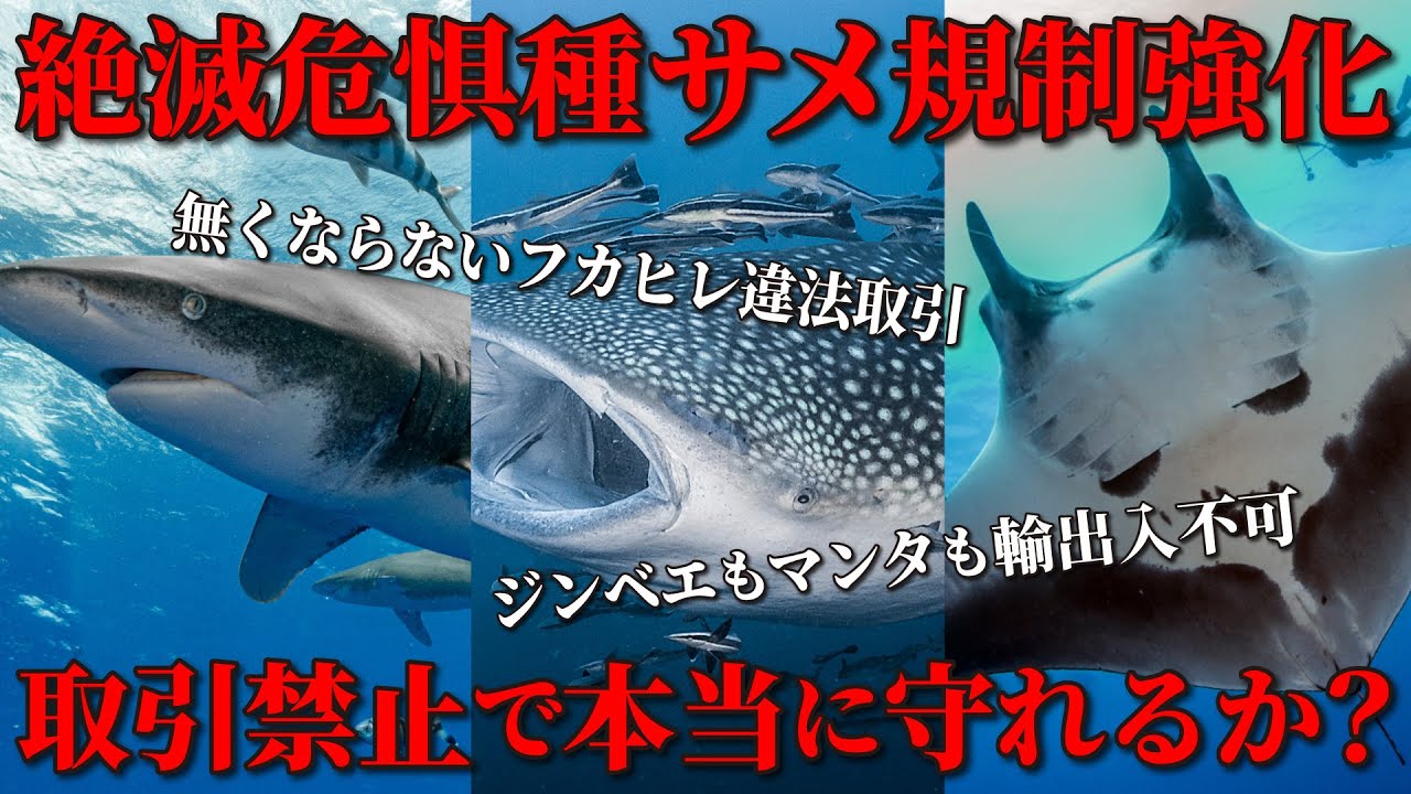 チョーヤウッド現在**ワシントン条約（CITES）**の規制対象 ワシントン 