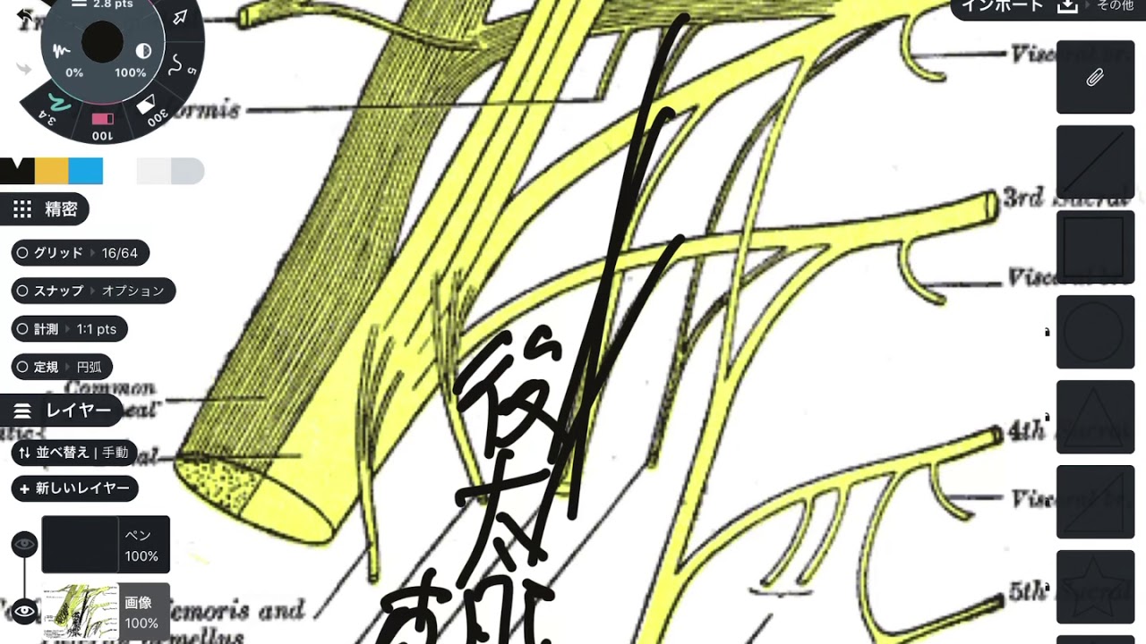 仙骨から出た神経の解剖学を解説してみた