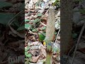NATURE INSPIRED