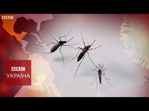 Вірус Зіка: чим він небезпечний?