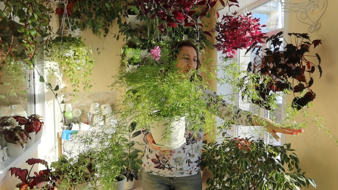 Аспарагусы: уход и пересадка!