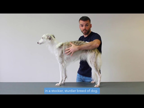 Video: Hoe U De Lichaamsconditiescore Van Uw Hond Kunt Vinden