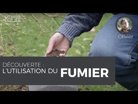 Vidéo: Le fumier de bouvillon brûlera-t-il les plantes?