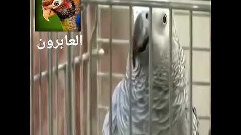 ببغاء كاسكو يقرأ سورة الاخلاص والكوثر
