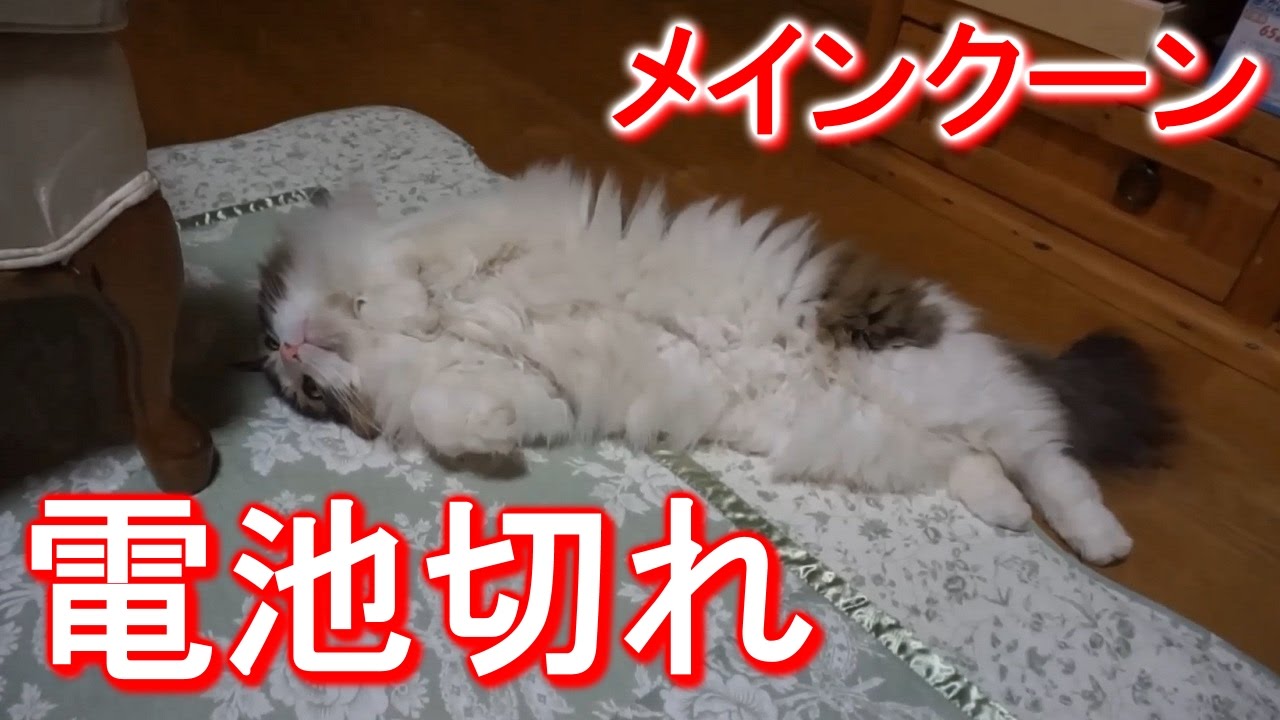 メインクーンのゆるーい寝姿にメロメロ ペットメディアlotty ロッティ