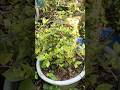 Pecah Batang pas stek = bawah Jumbo#bonsai #shorts #bonsaiserut ##caraperawatanbonsai #fypシ゚viral