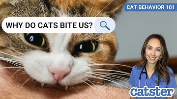 Vet explains why cats bite you when you pet them