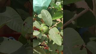 how to grow guava plant in containers| జామ మొక్కకి ఇంత పూత ఎలా shortsfeed trendingshorts shorts