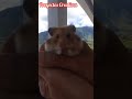 Cute hámster/ linda mascota/ animalitos lindos/ baby Hámster 🐹