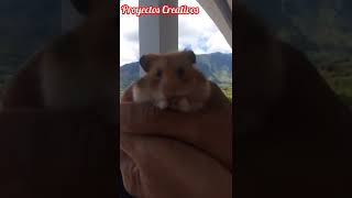 Cute hámster/ linda mascota/ animalitos lindos/ baby Hámster 🐹