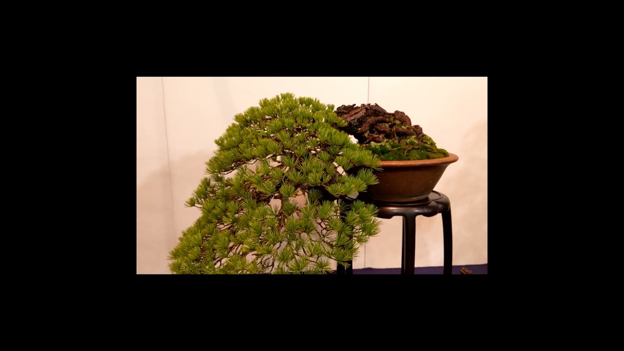 🌳#盆栽3-1 #五葉松 #第99回#2025年 #国風#盆栽展 #主催#日本