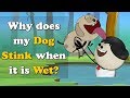 Why does my Dog Stink when it is Wet? | #aumsum #kids #science #education #children