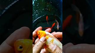 Membedakan ikan komet indukan jantan dan betina #shorts
