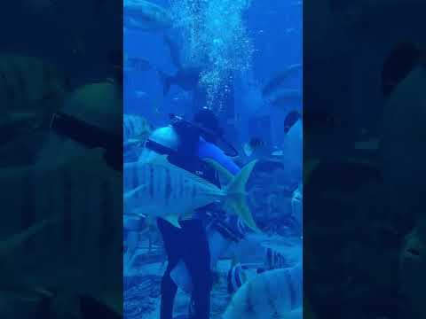 Feeding in Lost Chambers Aquarium Atlantis Hotel Dubai Vlogsclusive Fütterung shark Hai skate Rochen