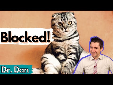 ブロックされた猫の説明。獣医師は、症状、診断、および治療をカバーします。