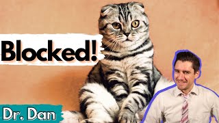 Blocked Cat Explained.  Veterinarian covers symptoms, diagnosis, and treatment.
