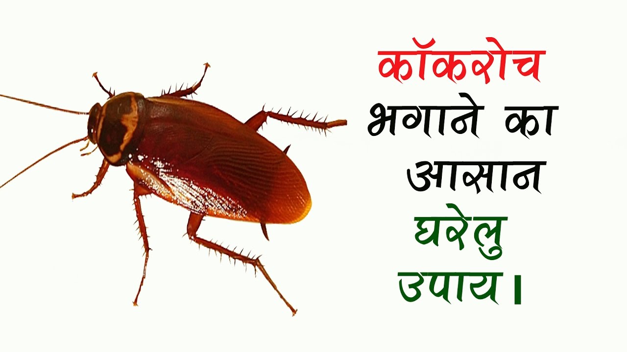 कोकरोच भगाने के घरेलू उपाय | Cockroach Bhagane Ka Gharelu Upay | Get ...