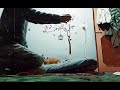 Their cute head tilts😻 | Tabby and Cali |#catplaying #catdad #catlovers #cats #catvideos #kitten