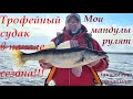 Трофейный судак в начале сезона! Мои мандулы рулят...