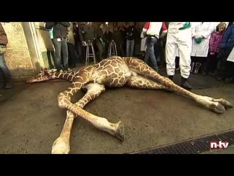 Video: Wer Ist Die Giraffe Marius