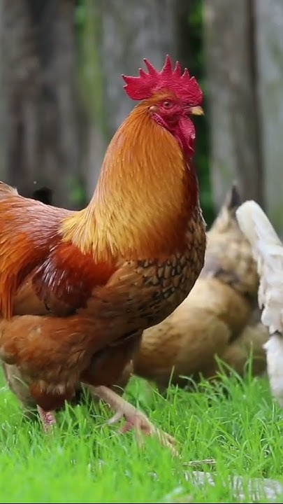 🐓Первое место среди самых Красивых Петухов -его))) #shorts #петух # ...