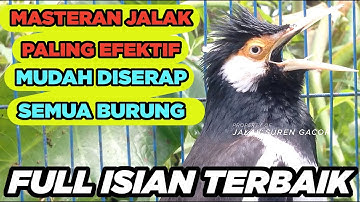 JALAK SUREN GACOR FULL ISIAN JUARA AMPUH buat PANCINGAN MASTERAN SEMUA BURUNG JALAK