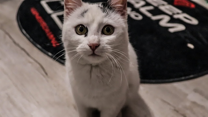 O ZI DIN VIAȚA PISICII MELE 🐱